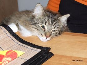 2008_1208Sicherung0013.JPG