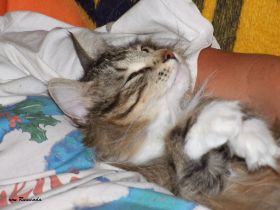 2009_0527Sicherung0015.JPG