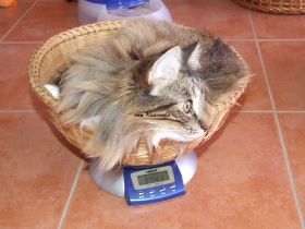 2009_0203Sicherung0014.JPG