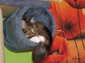 2009_0203Sicherung0063.JPG