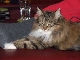 2009_0111Sicherung0005.JPG