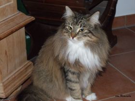 2009_0315Sicherung0012.JPG