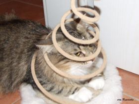 Beauty Spirale.JPG
