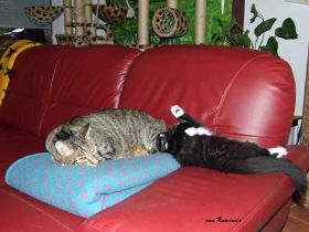 Samy-und-Opal-auf-Sofa.jpg