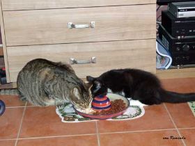 Samy-und-Opal-beim-Fressen.jpg