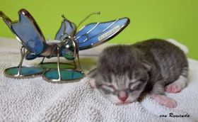 2009_1005Sicherung0063.jpg