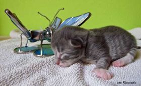 2009_1005Sicherung0064.jpg