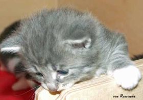 2009_1026Sicherung0045.jpg