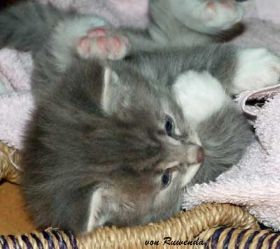 2009_1026Sicherung0117.jpg