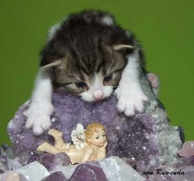 2009_1019Sicherung0047.jpg