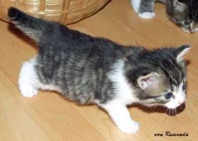 2009_1026Sicherung0065.jpg