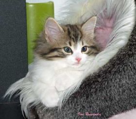 2009_1130Sicherung0039.jpg