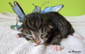 2009_1005Sicherung0060.jpg
