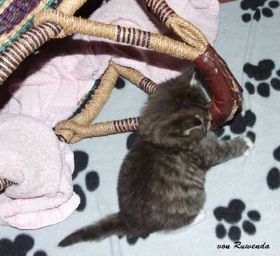 2009_1026Sicherung0085.jpg