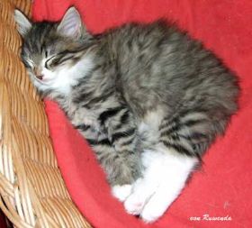 2009_1122Sicherung0085.jpg