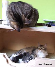 2009_1005Sicherung0069.jpg