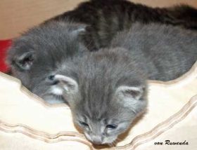 2009_1026Sicherung0038.jpg