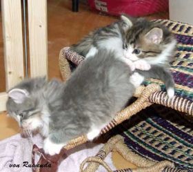 2009_1102Sicherung0115.jpg