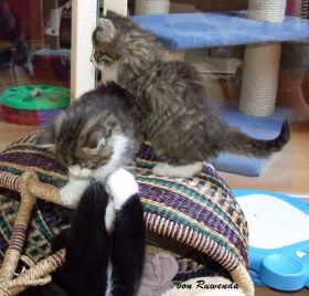 2009_1109Sicherung0017.jpg