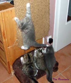 2009_1207Sicherung0027.jpg