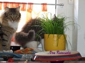 Beauty-Kadiya-Katzengras.jpg