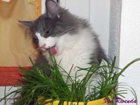 Kadiya-mit-Katzengras.jpg