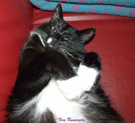 Opal-auf-Sofa.jpg