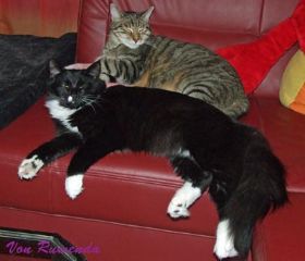 Opal_Samy_Couch.jpg
