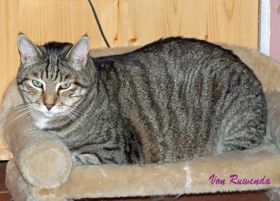 Samy-auf-Katzensofa.jpg