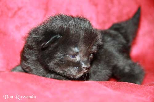 Black Pearl von den Norwegischen Waldkatzen von Ruwenda mit 2 Wochen