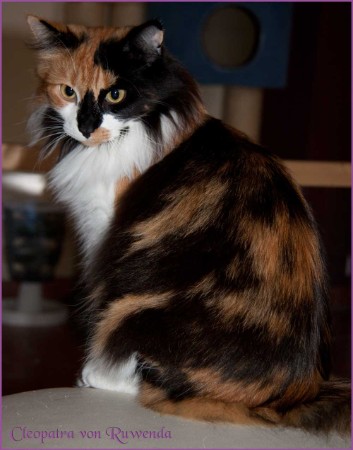 Cleopatra von den  Norwegischen Waldkatzen von Ruwenda