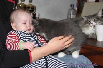 Kitten Sir Lancelot von den Norwegischen Waldkatzen mit Baby Sophia