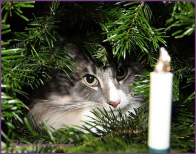 Tyrone av Byglandsfjord bei den Norwegischen Waldkatzen von Ruwenda im Weihnachtsbaum 2011