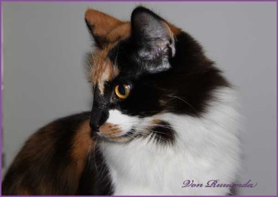 Cleopatra von den Norwegischen Waldkatzen von Ruwenda im Profil