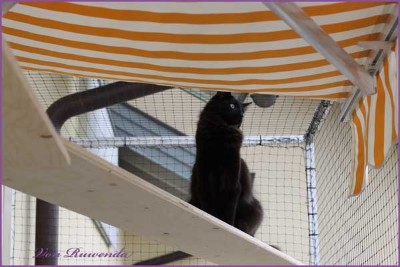 Black Pearl von den Norwegischen Waldkatzen von Ruwenda auf dem Balkon
