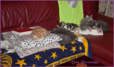 Sonntags auf der Couch mit dem F-Wurf und dem G-Wurf der Norwegischen Waldkatzen von Ruwenda